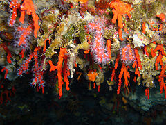 islas columbretes coral rojo