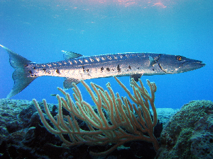 barracuda islas columbretes