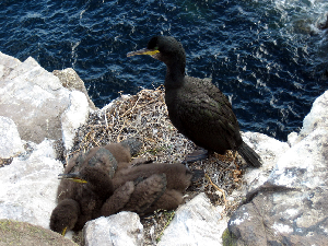 cormoránmoñudoislascolumbretes