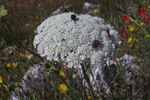 islas columbretes daucus gingidium