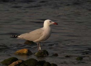 islas columbretes gaviota de audouin